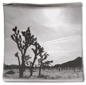 A black and white photo of some trees in the desert.
