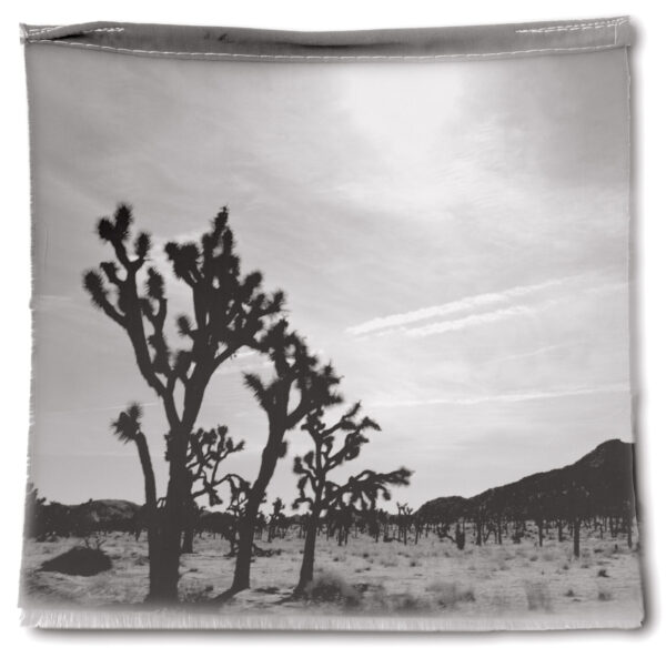 A black and white photo of some trees in the desert.