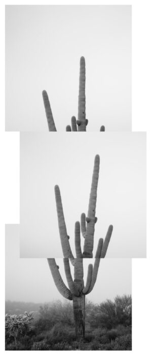 A black and white photo of a cactus