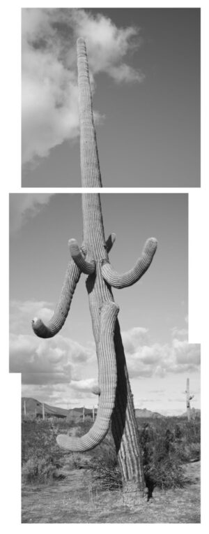 A black and white photo of a cactus