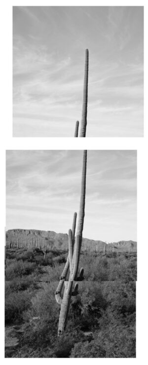 A black and white photo of two different cactus trees.