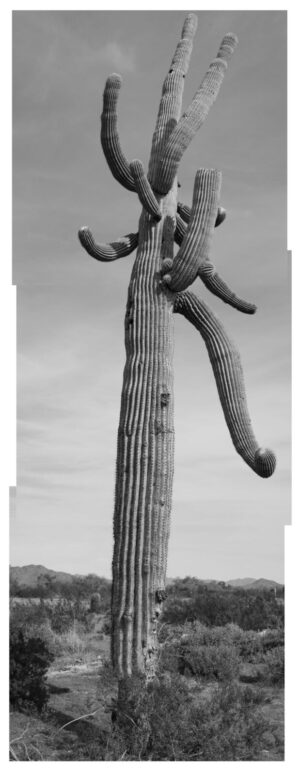 A black and white photo of a cactus