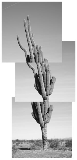 A black and white photo of a cactus