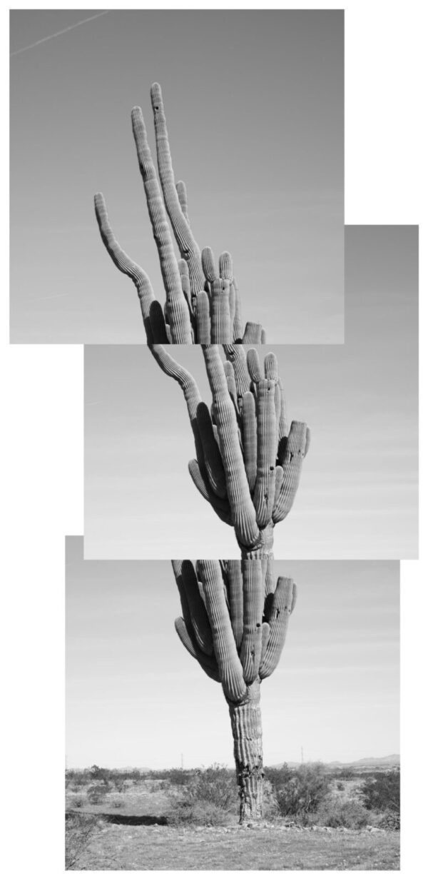 A black and white photo of a cactus