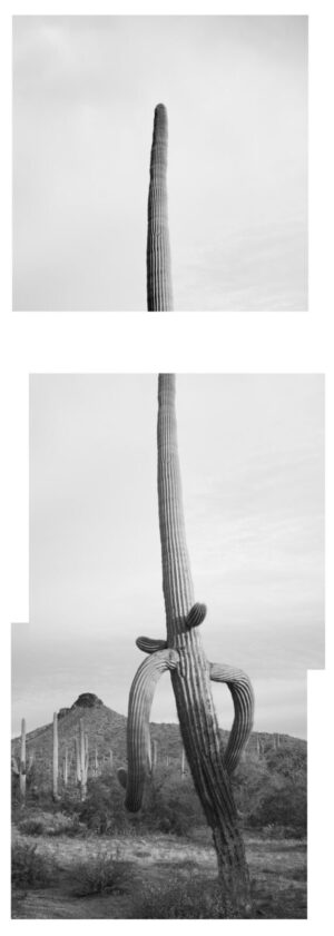 A black and white photo of a cactus