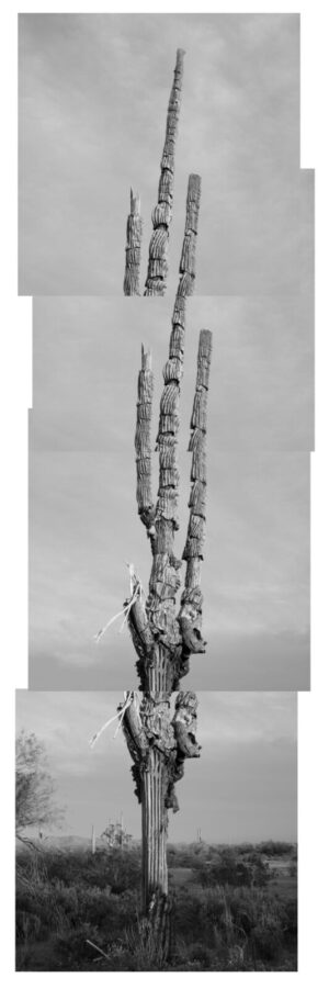 A tall cactus with no leaves on it