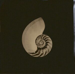 A picture of an image of a shell.
