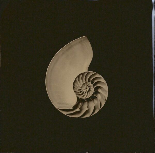 A picture of an image of a shell.