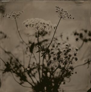 A black and white photo of flowers in the foreground.
