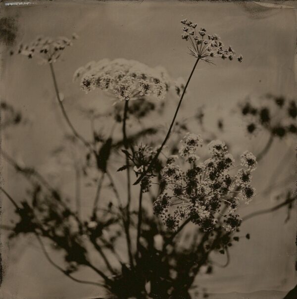A black and white photo of flowers in the foreground.