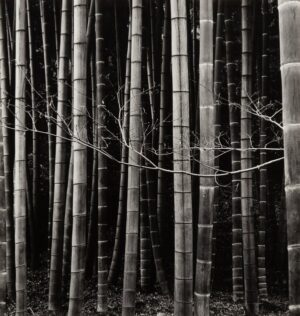 A black and white photo of many bamboo trees.