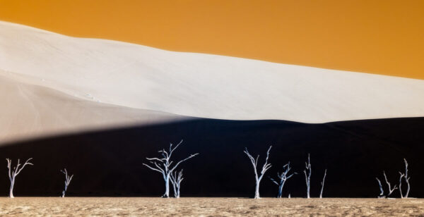 A group of trees in the desert with an orange sky behind them.