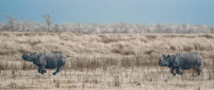 A large bird standing in the middle of an open field.