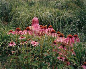 A field of pink flowers with grass in the background.