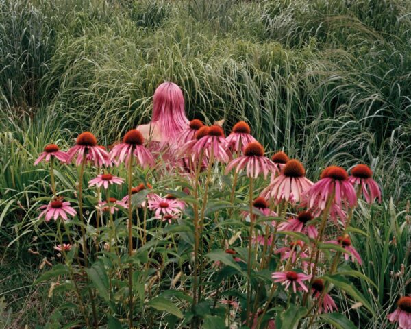 A field of pink flowers with grass in the background.