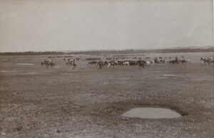 A herd of cattle in an open field.
