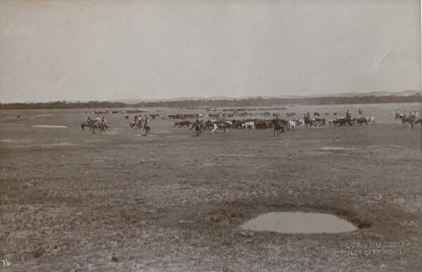 A herd of cattle in an open field.