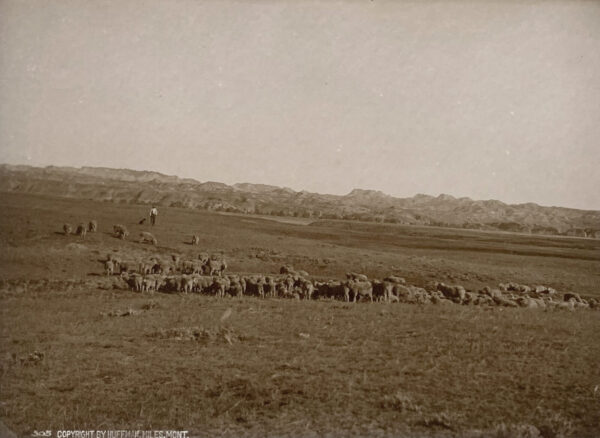 A herd of sheep grazing on top of a hill.