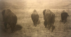 A herd of bison grazing in the field.