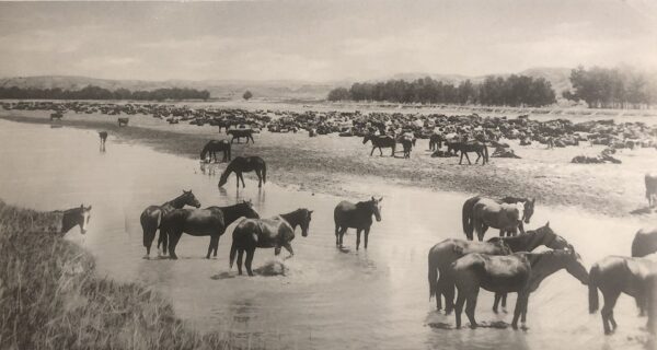 A herd of horses standing in shallow water.