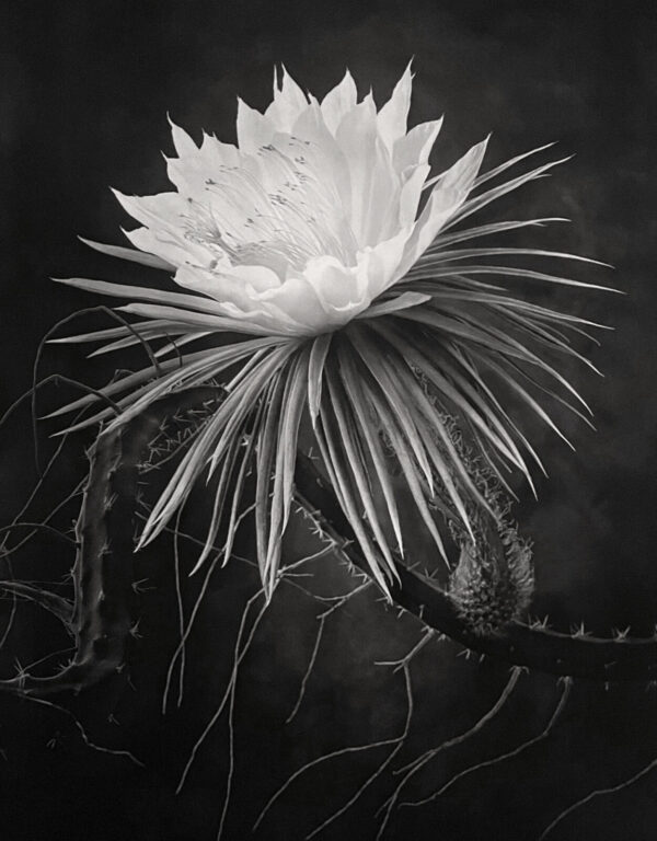 A black and white photo of a flower