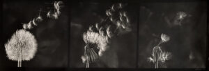A black and white photo of smoke coming out from the top of a flower.