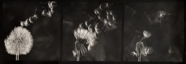 A black and white photo of smoke coming out from the top of a flower.