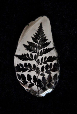 A leaf with black leaves on it