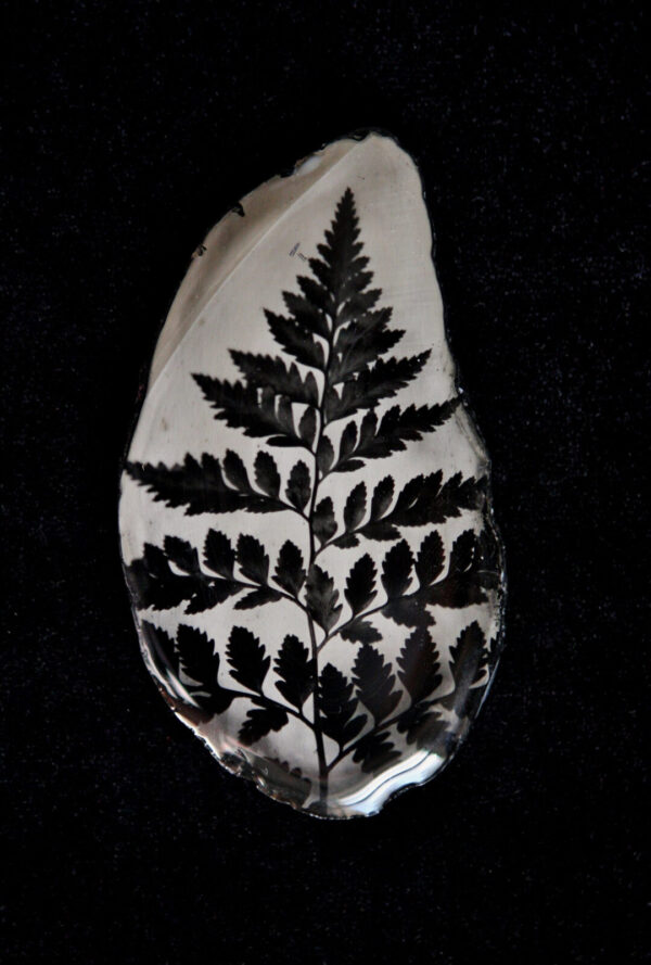 A leaf with black leaves on it