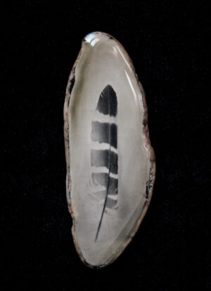 A close up of the feather on a shell