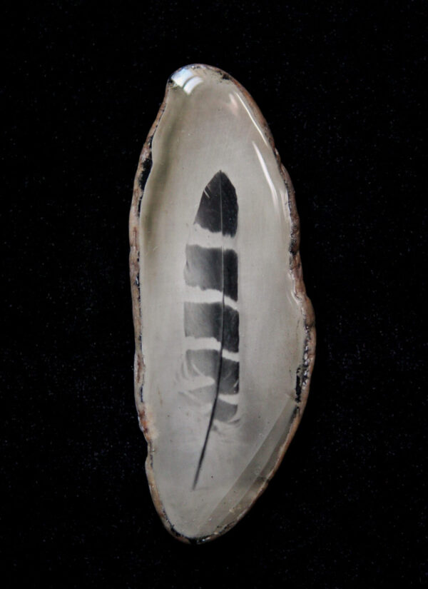 A close up of the feather on a shell