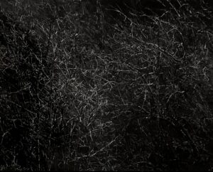 A black background with some type of grass