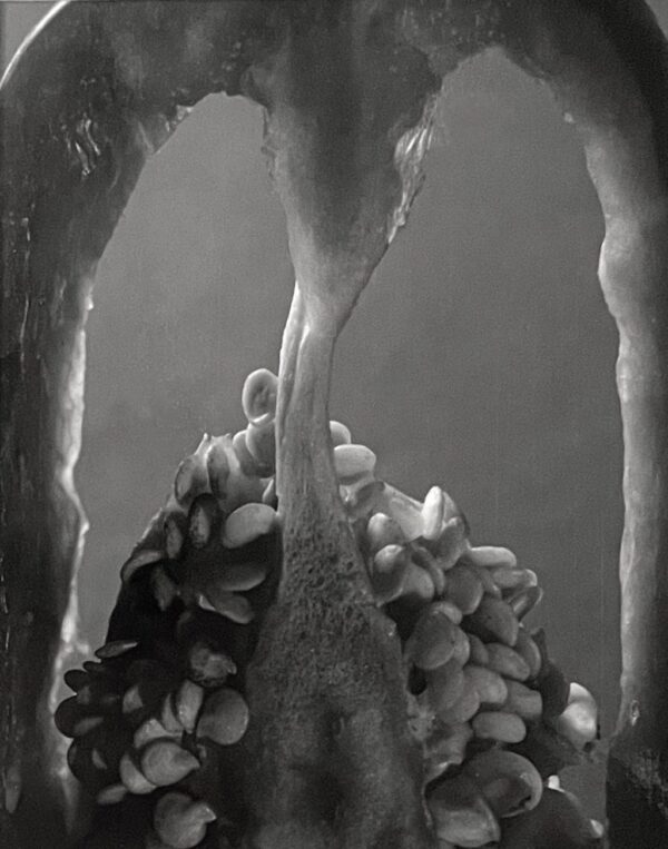 A black and white photo of bananas in the ice