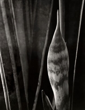 A black and white photo of a plant