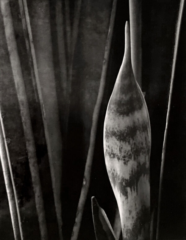 A black and white photo of a plant