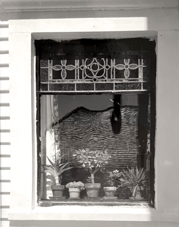 A black and white photo of a window with plants.