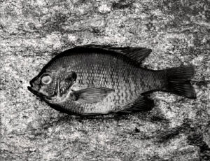 A fish laying on the ground with its head in it's mouth.