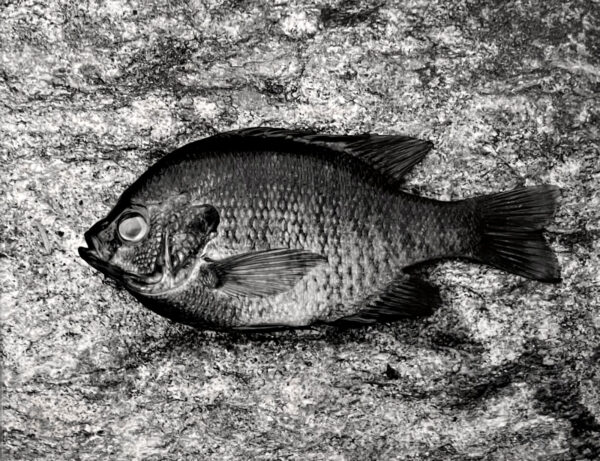 A fish laying on the ground with its head in it's mouth.