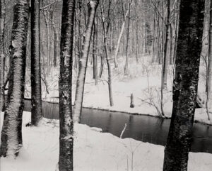 A black and white photo of trees in the snow.