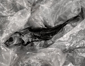 A fish in plastic bag on the ground.