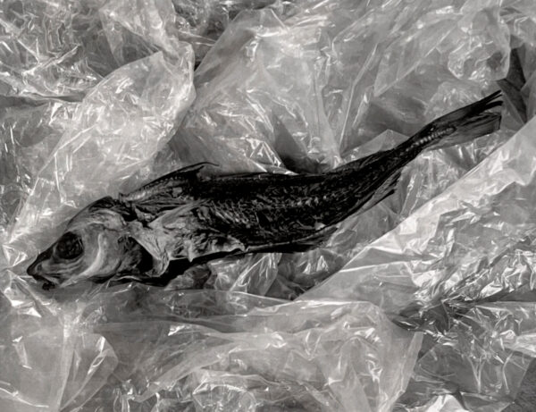A fish in plastic bag on the ground.