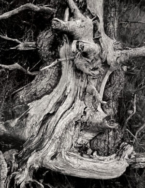 A tree with many branches and roots in black and white.