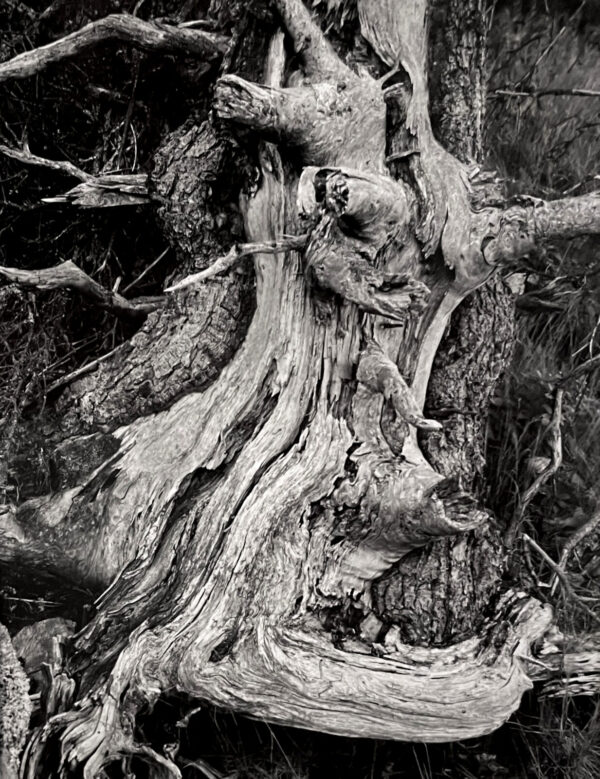 A tree with many branches and roots in black and white.