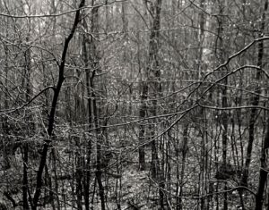 A black and white photo of trees in the woods.