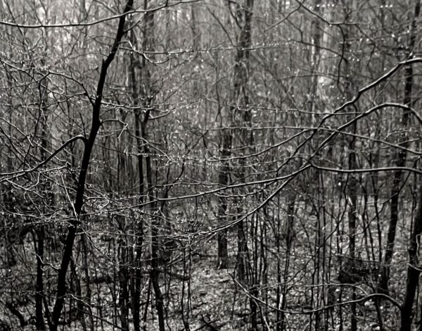 A black and white photo of trees in the woods.
