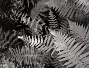 A black and white photo of some ferns