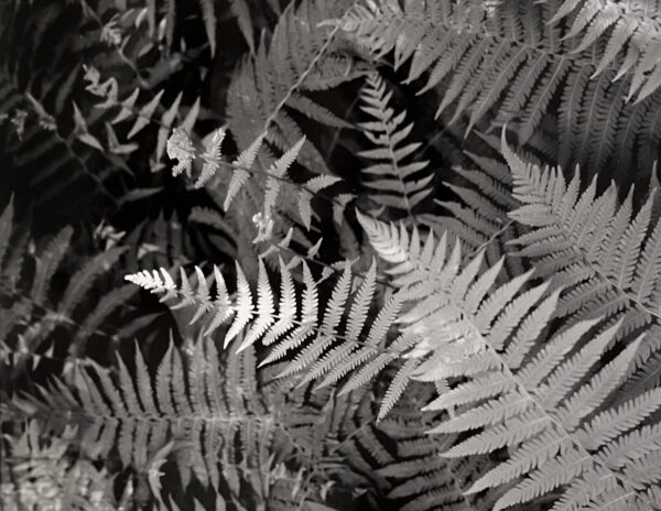 A black and white photo of some ferns