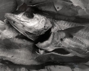A black and white photo of fish in the water.
