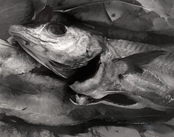 A black and white photo of fish in the water.