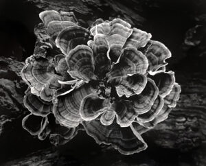 A black and white photo of a plant